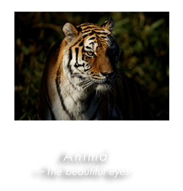 Animal 〜 The Beatiful eyes 〜