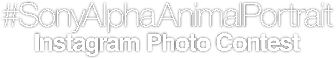 #SonyAlphaAnimalPortrait Instagram Photo Contest