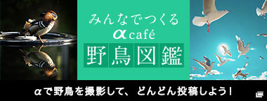 ݂Ȃł郿cafe 쒹} Ŗ쒹BeāAǂǂ񓊍e悤I
