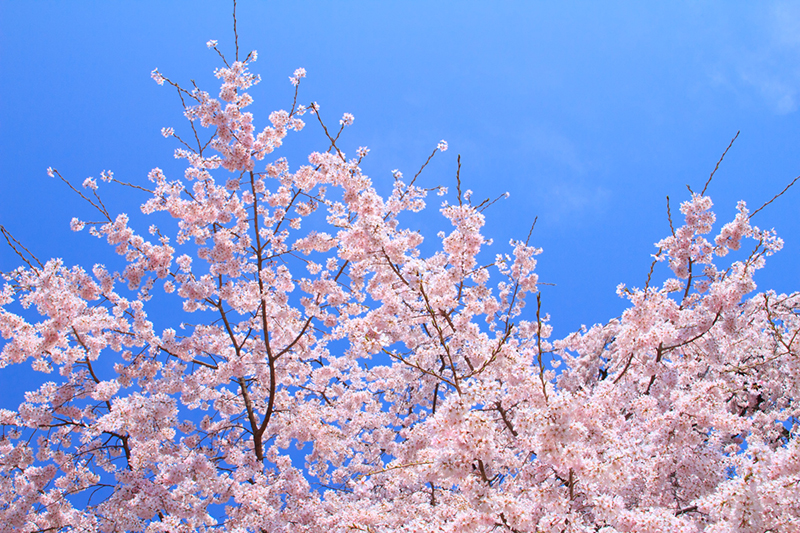 青空を見上げながら開花した桜が画面いっぱいに広がる写真