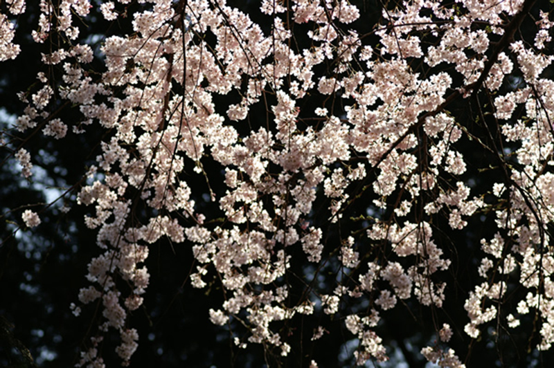 逆光で撮影した桜の写真 暗い背景で桜に立体感がある