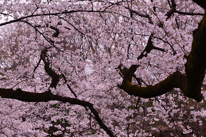画面いっぱいに桜の花が写った写真