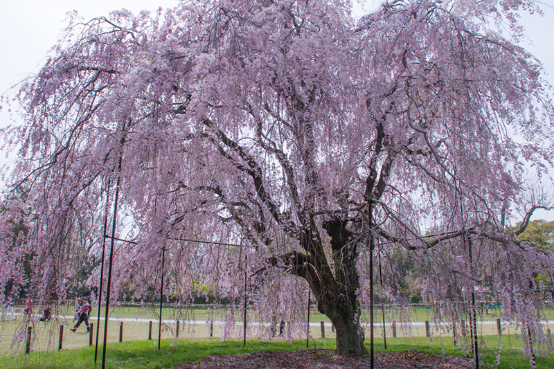 満開の桜の木全体が写った写真 空は雲っているが全面に咲くピンク色の花が見映えしている
