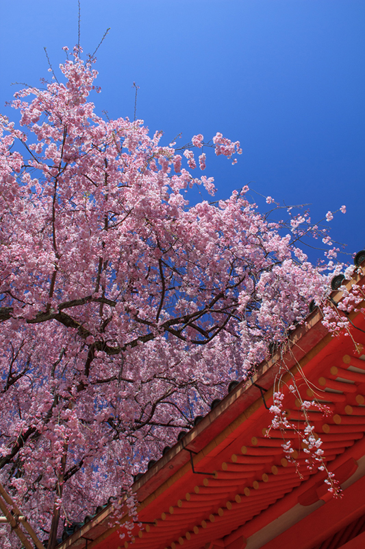 縦位置の写真 澄んだ青空を背景にピンク色の桜と赤い鳥居が色鮮やかに写っている