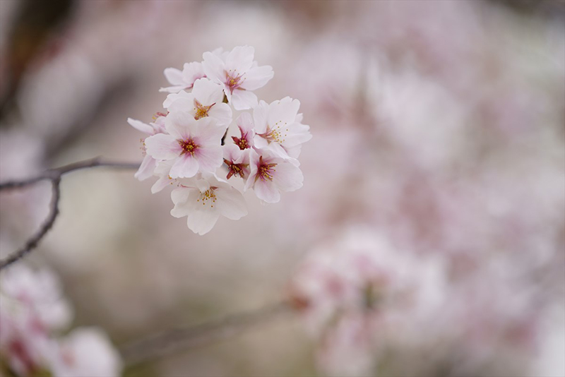 枝先の桜の花がクローズアップされた写真