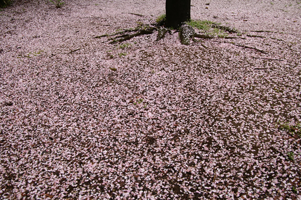 桜の木の根元に散りつもった花びらの写真