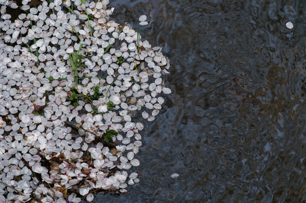 水面に浮かぶ桜の花びらの写真