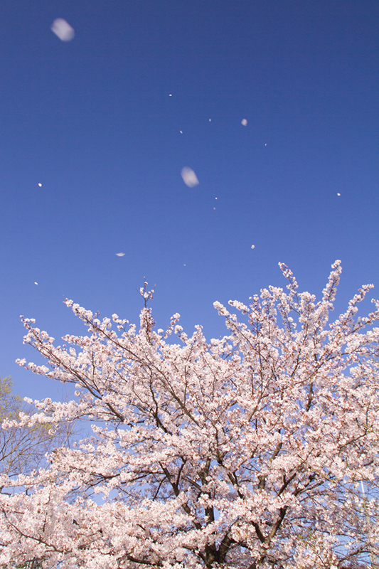 青空と桜の写真 青空には桜の花びらが舞っている