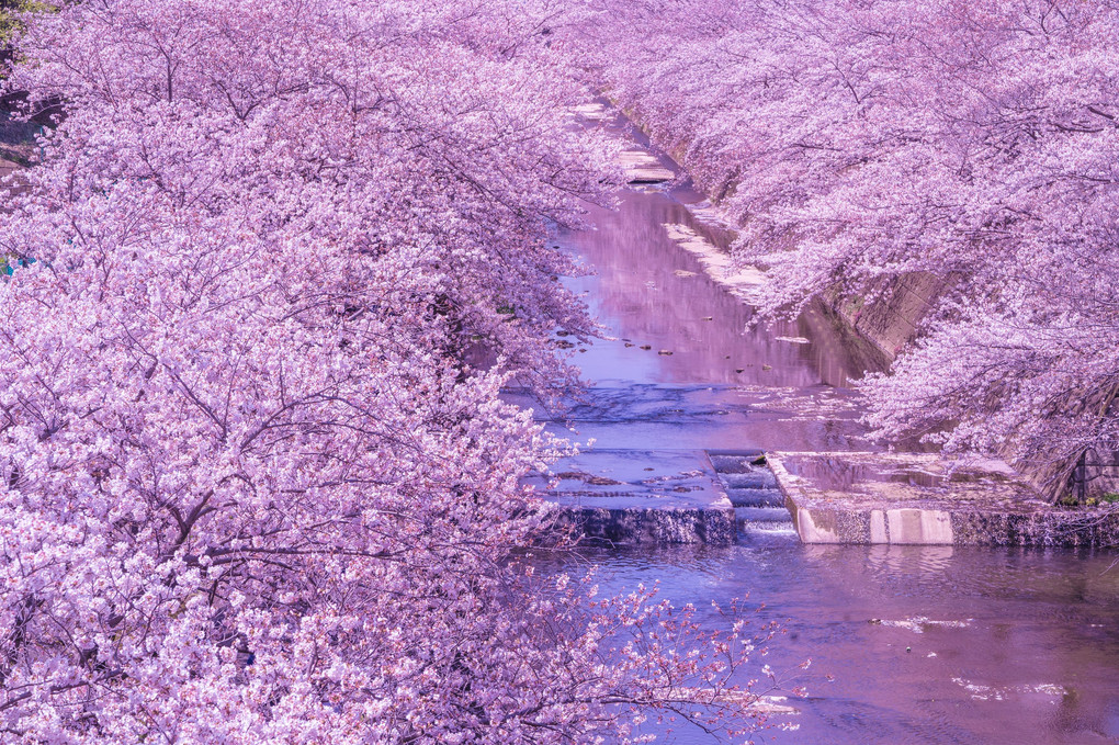 SEL70300Gを使用して撮影された桜並木の写真 満開の桜の色が川に反射している