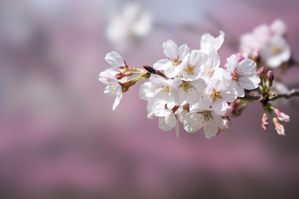 SEL100F28GMを使用して撮影された桜の写真 枝先に咲いた桜の花をクローズアップしている