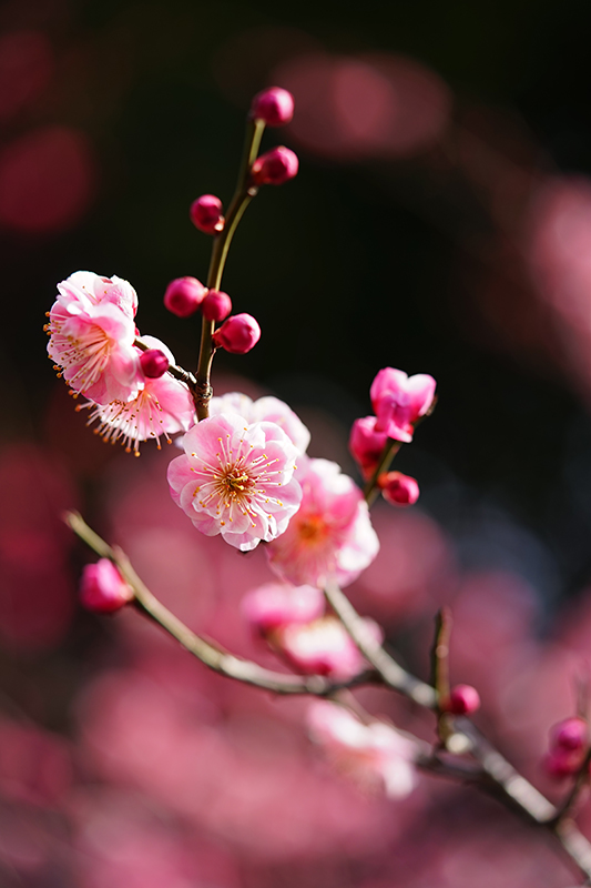 ビビットモードで色鮮やかな色で撮影された梅の花の写真