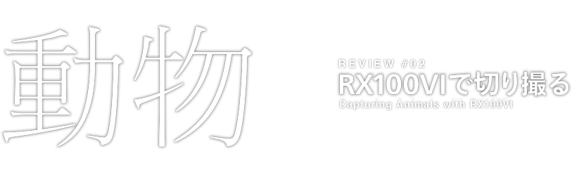 Review #1 RX100M6で切り撮る 動物