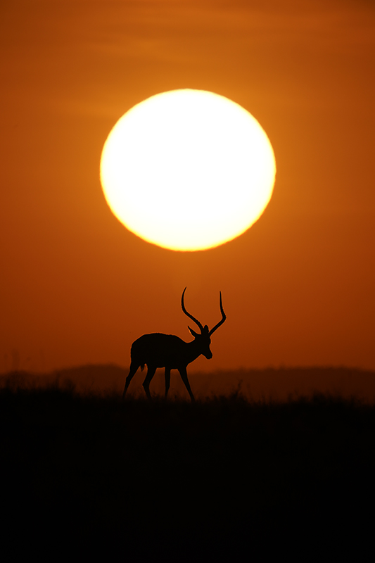 大きな夕陽と草食動物（インパラ）のシルエットの画像