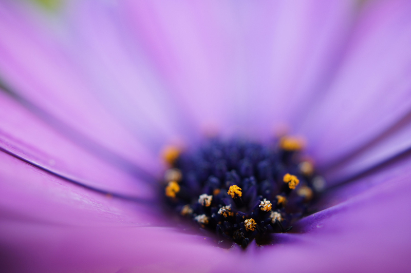 花の中央にある花粉にピントを合わせた写真