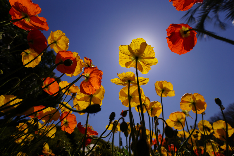 広角レンズ「SAL1635Z2」を使用して撮影した花の写真