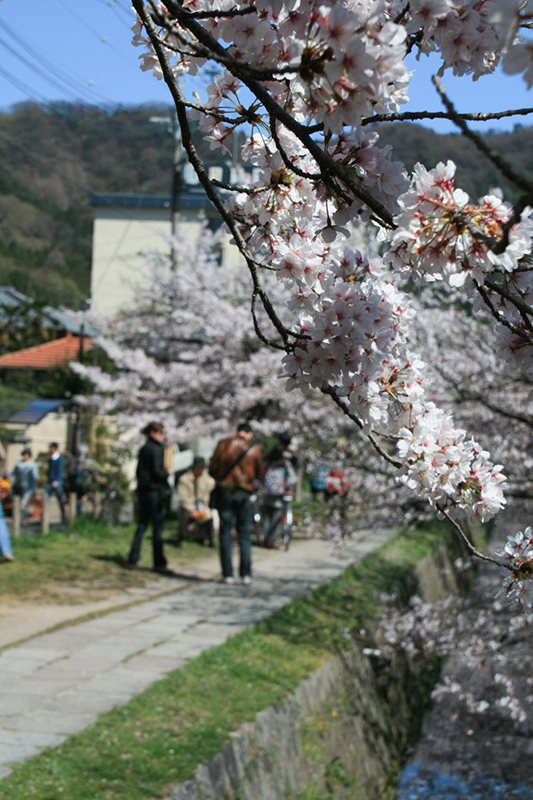 背景に人が多く写っている桜の写真 背景の人に視点が向き桜の印象が薄い