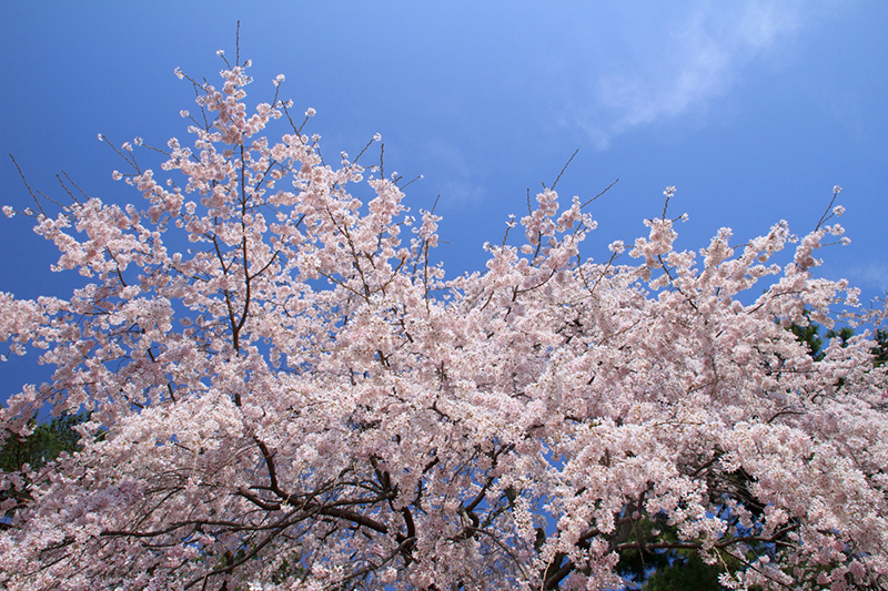 順光で撮影した桜の写真 青空を背景に桜のきれいなピンク色が引き立っている