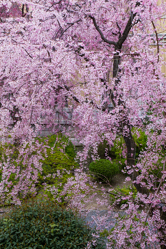縦位置の写真 上から枝垂れている桜の木を画面いっぱいにとらえている