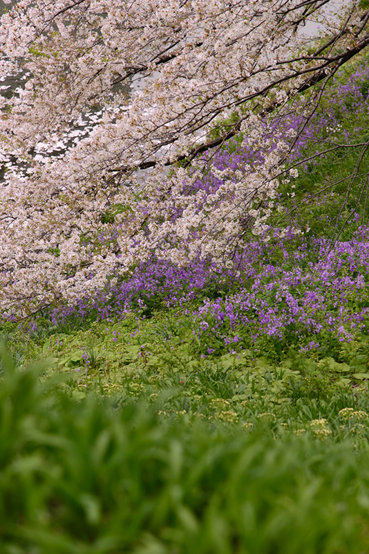 縦位置の写真 画面上には枝垂れ桜、画面下には草花が咲いている
