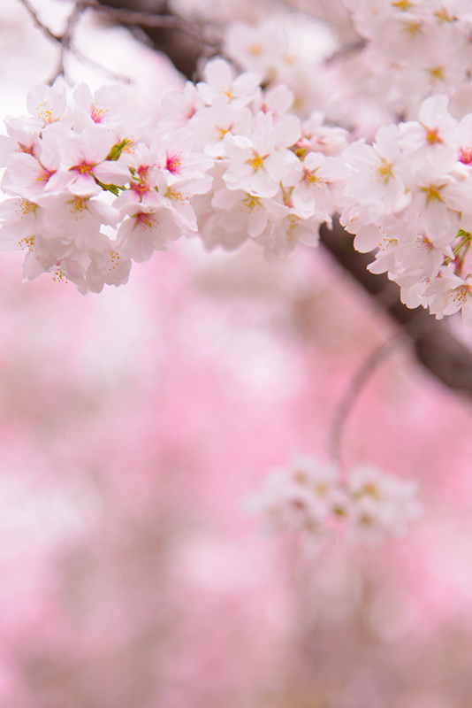 背景の桜が大きくぼけ、やわらかい雰囲気ながら被写体も引き立っている写真