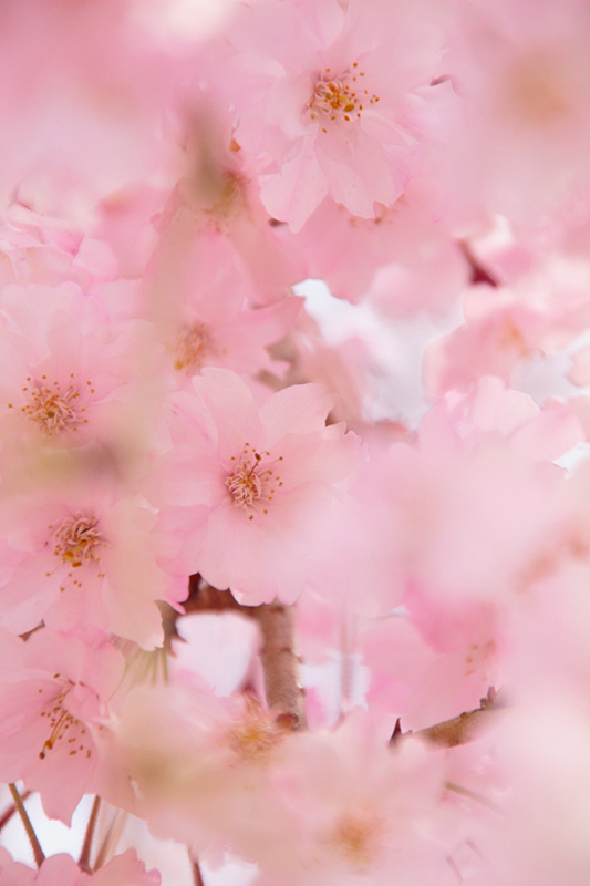 桜を望遠で切り取った写真 彩度を調整し、やわらかく鮮やかな印象がある