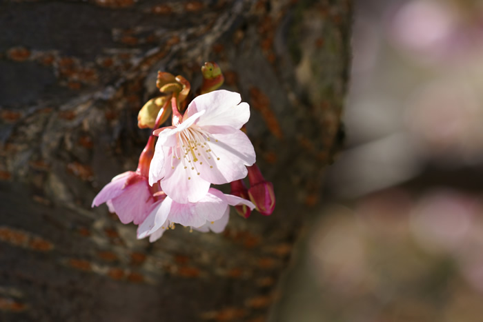 桜の幹から咲いている桜の写真