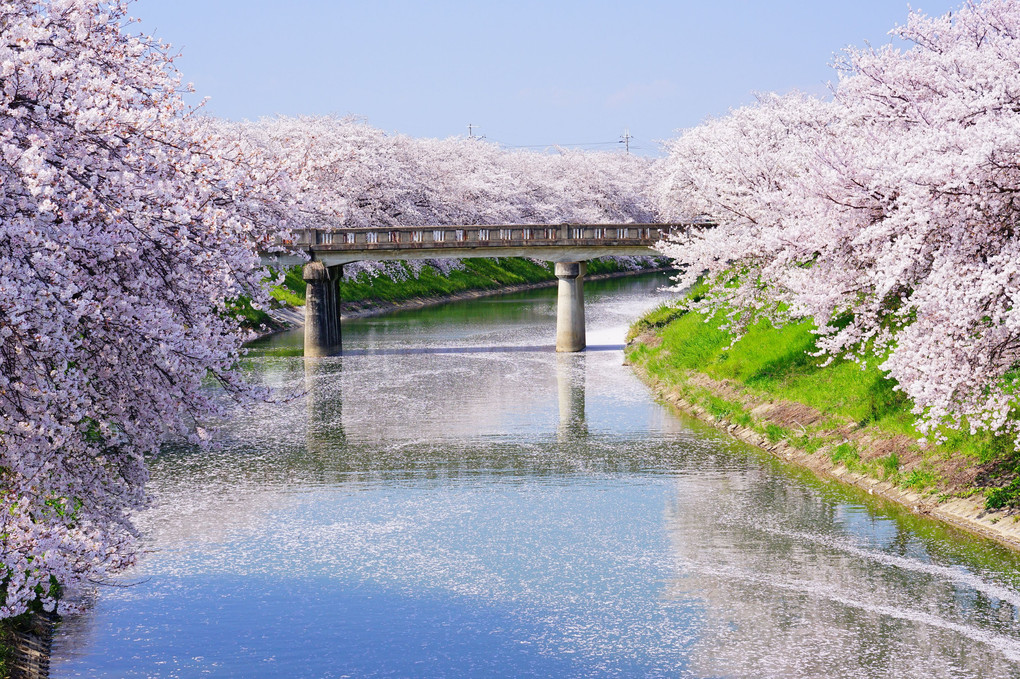 SEL24105Gを使用して撮影された桜の写真 満開の桜と青空が川に反射している