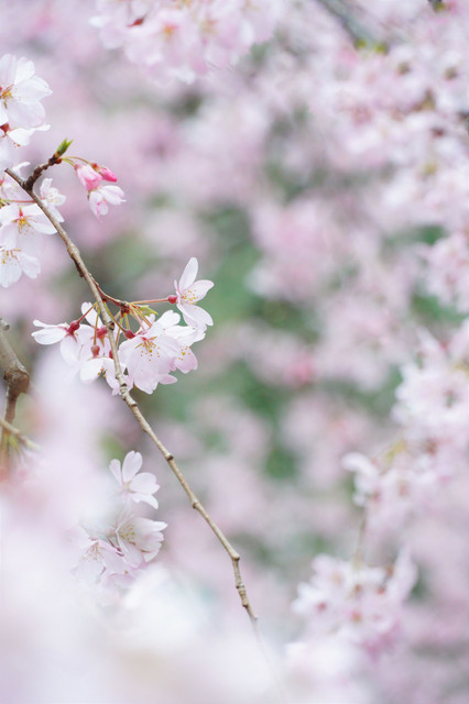 SEL18135を使用して撮影された枝垂れ桜の写真 前ぼけと背景ぼけでやわらかい印象がある