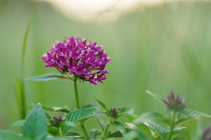 紫の花（ペンタス）を撮影した画像