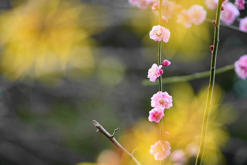 ズームレンズSEL100400GMを使って周りがふんわりとぼけた感じに撮影された梅の花の写真
